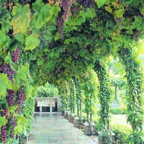 Growing Grapes At Home | Backyard landscaping, Beautiful gardens, Dream ...