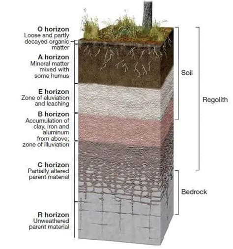 Soil Profile (Soil Horizons) - Biogeography UPSC