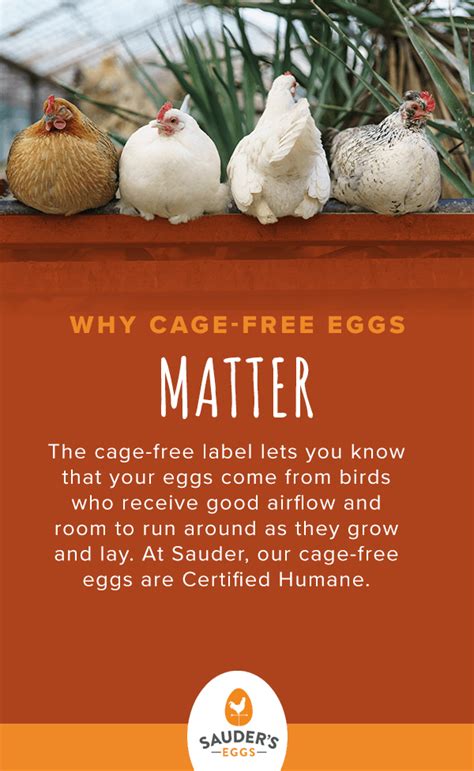 Everything You Need To Know About Cage Free Eggs — J&R, 49% OFF