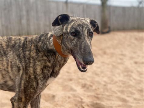 Looking at Amber @dogstrust #rehomeadog Greyhound Rescue, Rescue Dogs, Rehome Dog, Greyhounds ...