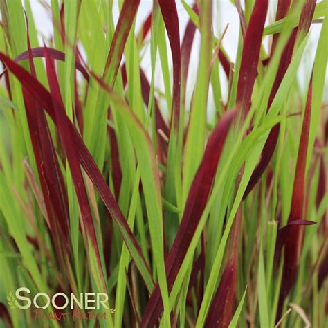 Red Baron Japanese Blood Grass Buy Online, Best Prices