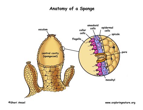 Phylum - Porifera (Sponges)