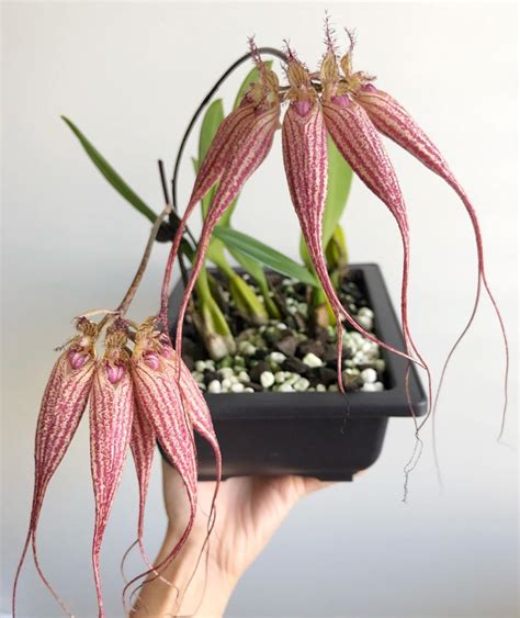 Bulbophyllum Orchid: Beginner's Care Guide - Brilliant Orchids