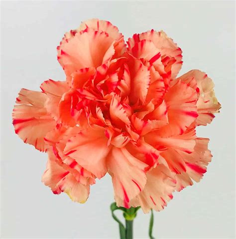 CARNATION ORANGE - Wholesale Bulk Flowers - Cascade Floral