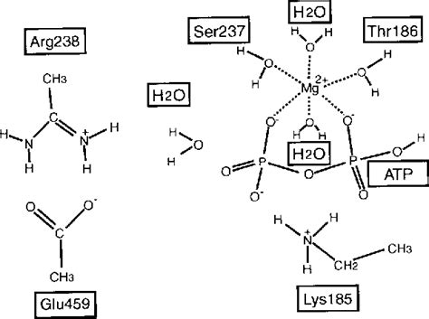 Atp Hydrolysis Mechanism