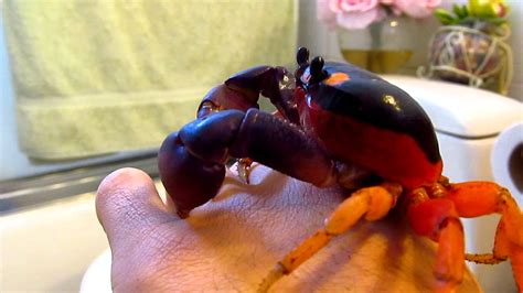 Halloween Crab ( Gecarcinus quadratus ) Male - YouTube