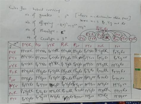 [Solved] Let's look at a trihybrid cross for three traits. Flower color ...