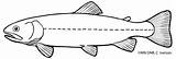 Brook Trout Sketches Sketch Coloring Page sketch template