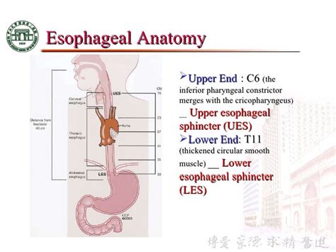 The Mouth Pharynx And Esophagus Anatomy And Physiology Ii