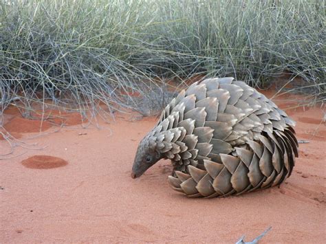 Giant Pangolin Facts, Size, Habitat, Lifespan, Diet, Pictures