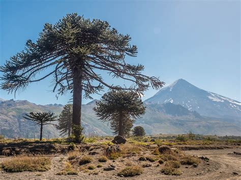 Lanín National Park, Argentina