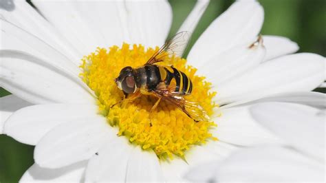 Flower Fly | University of Maryland Extension