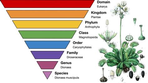 Learn about Carnivorous Plant Taxonomy - Carnivorous Plant Resource