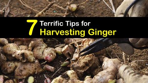 7 Terrific Tips for Harvesting Ginger