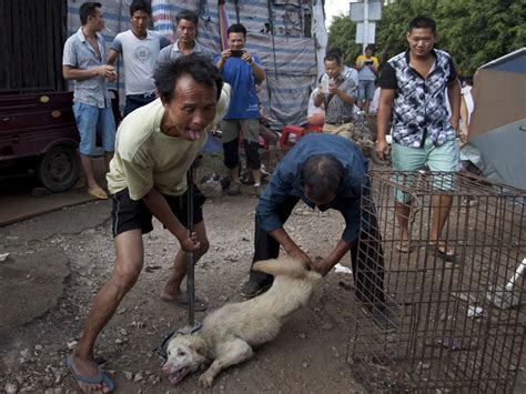 Yulin dog meat festival: Chinese city retains its appetite despite ...