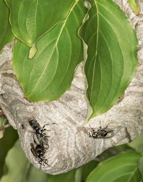 Hornets Nest in the Leaves of Tree Stock Photo - Image of wasp, branch ...