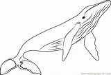 Coloring Pages Of Whales sketch template