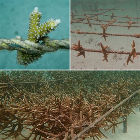 Fragments growth of Acropora cervicornis in the Colombian Caribbean ...