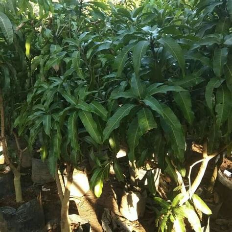 Jual Pohon Mangga Harum Manis Siap Buah Tinggi 1.5 Meter. - Kab. Bogor ...