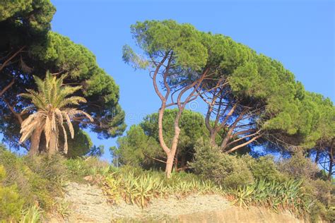 Mediterranean vegetation stock photo. Image of hill, tourism - 14471728