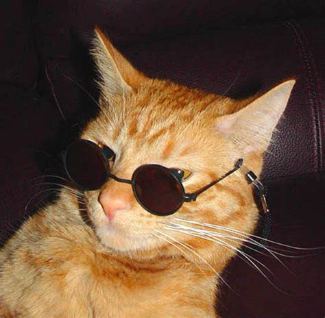 Sunglasses Cat Blank Template - Imgflip