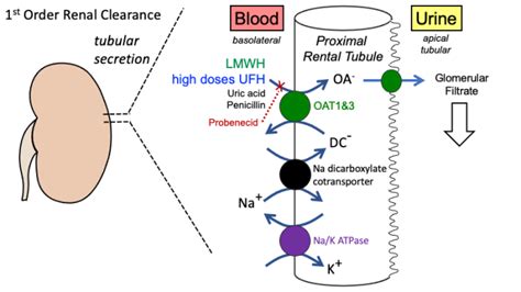 heparin_pharmacology [TUSOM | Pharmwiki]