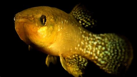 Why this fish adapts quickly to lethal levels of pollution