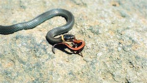 What Kind of Snake Has a Yellow Ring Around Its Neck? | Animals - mom.me