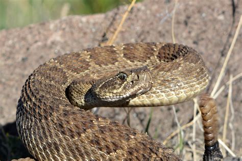 Colorado’s Snakes: What, When & Where | Common Poisonous and Non ...