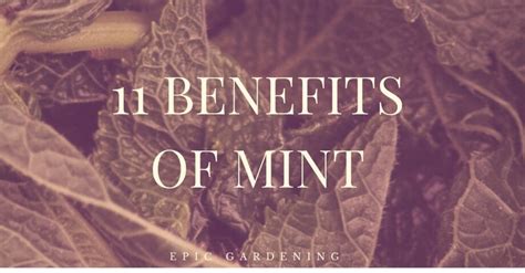 11 Most Surprising Benefits of Mint