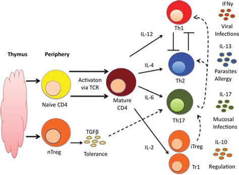 Current hypothesis of CD4 T-lymphocyte differentiation | Download ...