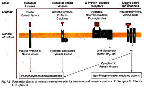 4 Major Classes of Membrane Receptors | Hormone Receptor