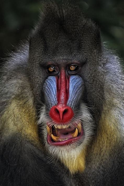 Colorful face of a male mandrill (Mandrillus sphinx). The mandrill ...