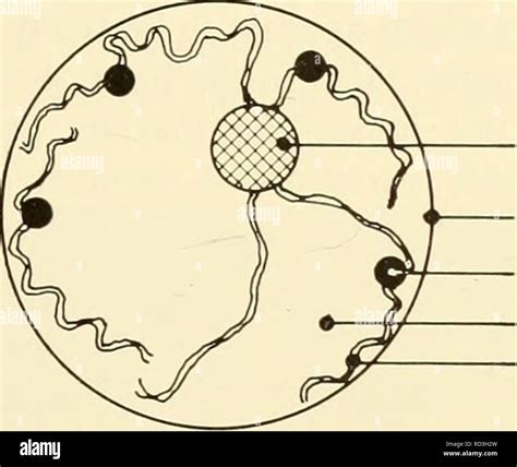 Nucleoplasm hi-res stock photography and images - Alamy