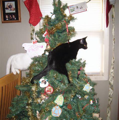 Cat Climbing Christmas Tree