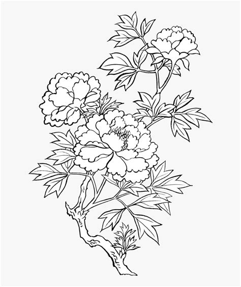 Pin By Libu E - Japanese Flower Line Drawing, HD Png Download ...