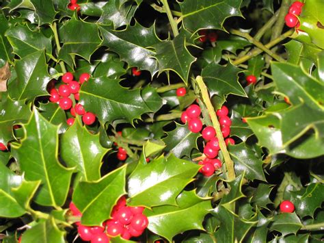 Free holly leaf christmas Stock Photo - FreeImages.com