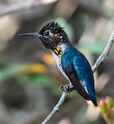 The Bee Hummingbird: A Rare Cuban Jewel - Owen Deutsch Photography