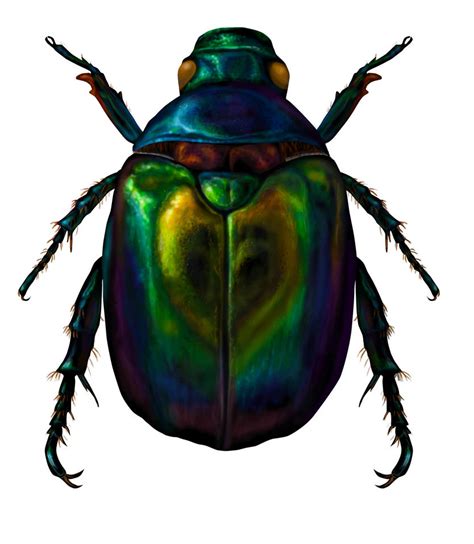 Scarab beetle by wretchedharmony-lina on DeviantArt