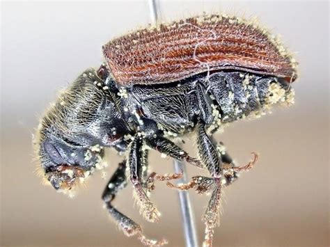 Spruce Beetle: Identification, Life Cycle, Facts & Pictures