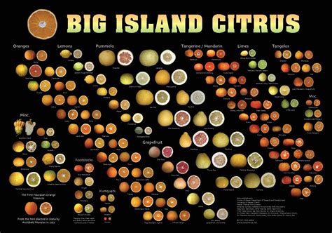 Citrus Fruit Poster