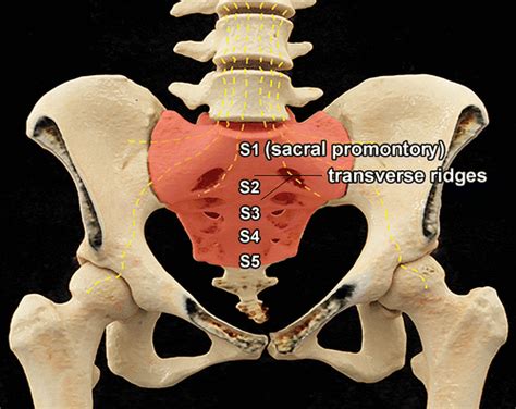 Sacral Fracture Classification