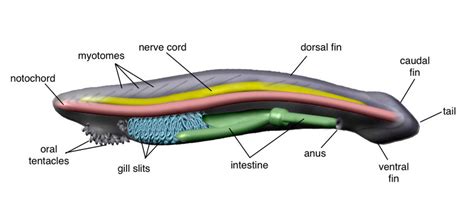 Morphological features of an adult amphioxus. Lateral view showing the... | Download Scientific ...