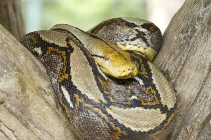 What Are The Predators of Boa Constrictors? (with Video)