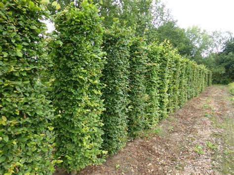 Instant Hedging | Quality Plants from Hedgeworx