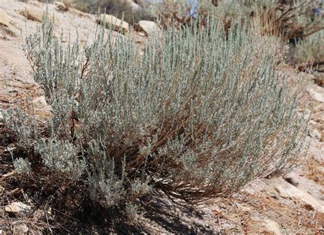 Sagebrush | Colorado Encyclopedia