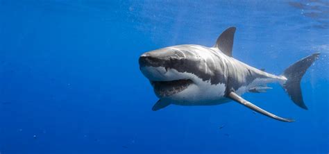 50 Facts About Great White Sharks | Ocean Scuba Dive