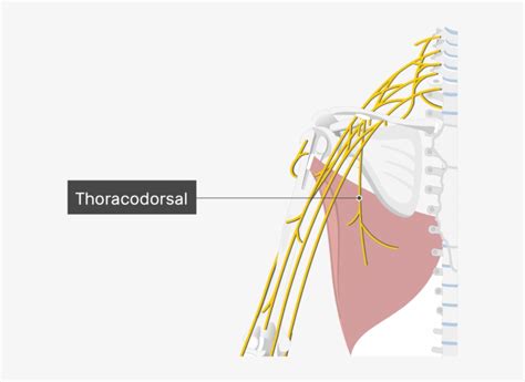 Long Thoracic Nerve Cadaver