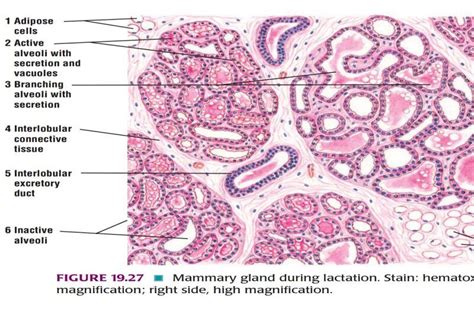 Mammary Gland Histology