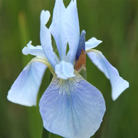 Buy Siberian iris ( syn. Iris sibirica Perry's Blue ) Iris 'Perry's Blue'